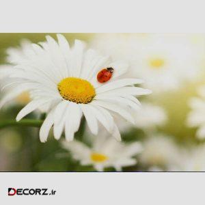 تابلو شاسی طرح گل و کفشدوزک مدل T1211