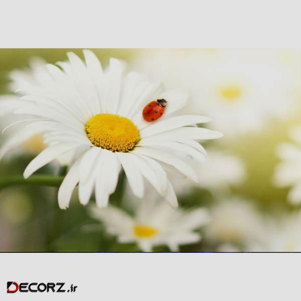 تابلو شاسی طرح گل و کفشدوزک مدل T1211