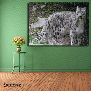 تابلو شاسی مدل پلنگ برفی کد ۱۲