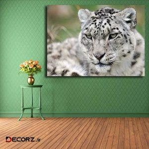 تابلو شاسی مدل پلنگ برفی کد ۱۹