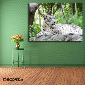 تابلو شاسی مدل پلنگ برفی کد ۲۰