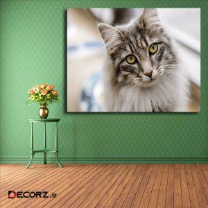 تابلو شاسی مدل گربه کد ۱۰