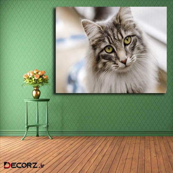 تابلو شاسی مدل گربه کد 10