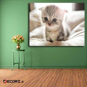 تابلو شاسی مدل گربه کد ۱۷