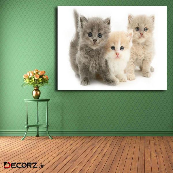 تابلو شاسی مدل گربه کد 20