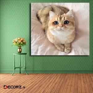 تابلو شاسی مدل گربه کد ۲۵