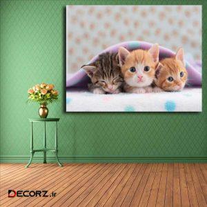 تابلو شاسی مدل گربه کد ۳۰