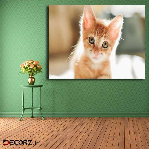 تابلو شاسی مدل گربه کد 6