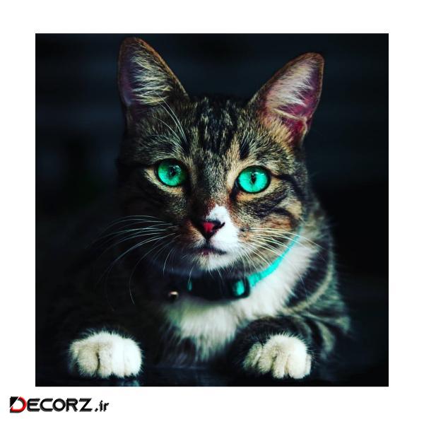 مگنت مدل cat