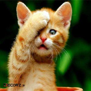 مگنت مدل sorry cat