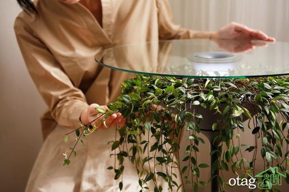 تزیین زیر میز شیشه ای توسط گیاهان مختلف برای دکوراسیون لاکچری خانه