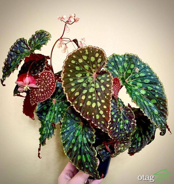 خوشبو کننده طبیعی دستشویی، معرفی 3 روش ساده و کاربردی