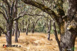 از کدام درختان برای تولید مبلمان استفاده می شود؟ از کدام درختان برای تولید مبلمان استفاده می شود؟